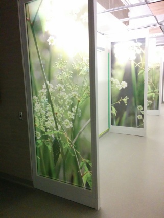 Construction of new HSC Women's Hospital, Wildflower theme is represented throughout the, 2018. HSC Communications